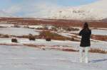 Moschusochsen sind wildlebende Paarhufer und bewohnen die Tundra.