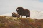  Was ist das nur fr ein komische Typ?!  Der guckt immer durch so ein Rohr!  Moschusochsen im Dovrefjell, 02.10.2009