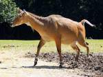 Nilgauantilope(Boselaphus tragocamelus) im Tierpark Haag; 130722