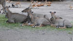 Nilgauantilopen im Zoo Dortmund.