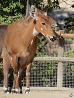 Mitte Dezember 2010 konnte ich im Zoo Madrid diese Antilope ablichten.