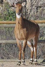 Eine Nilgauantilope Mitte Dezember 2010 im Zoo Madrid.