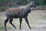 Mnnliche Nilgauantilope (Boselaphus tragocamelus) am 13.12.2009 im Tierpark Berlin.