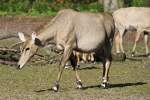 Nilgauantilope (Boselaphus tragocamelus) am 18.4.2010 im Tierpark Berlin.