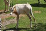 Sbelantilope (Oryx dammah) am 27.6.2010 im Leipziger Zoo.