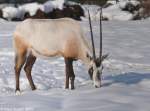 Arabische oder Weie Oryx (Oryx leucoryx) im Tierpark Berlin.