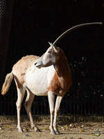 Eine Sbelantilope, fotografiert im Zoo Barcelona (Dezember 2011)
