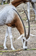 Antilope im Oasis Park auf der Insel Fuerteventura in Spanien.