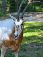 Ein Arabischer Oryx Ende April 2018 im Portrait.