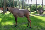 Pferdeantilope im Serengetipark, 9.9.15 