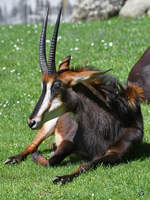 Eine ruhende Rappenantilope im Zoo Berlin.