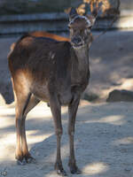 Eine Antilope im Zoo Madrid.