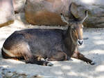 Diese Antilope war Mitte Dezember 2010 im Zoo Madrid zu sehen.