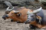 Java-Banteng     im Zoo Berlin am 14.08.2014