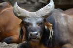 Java-Banteng    im Zoo Berlin am 14.08.2014