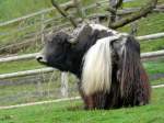 Walter Zoo Gossau/SG - Bewohner ein Schwarz-Weisser Haus-Yak Bulle ..