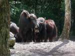 Eine Gruppe Yaks im Serengetipark, 9.9.15