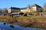 Auerochsen vor dem Schloss Tambach am 30.12.2016.