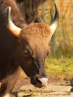 Ein Gaur Mitte Februar 2015 im Zoo Dortmund.