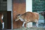 Dieser Banteng (Bos javanicus) hat es ziemlich eilig wieder in den warmen Stall zu kommen.