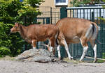 Banteng Kalb und Kuh im Klner Zoo - 16.06.2022