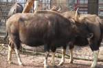 Der Gaur (Bos gaurus), ein aus Sdostasien stamendes Wildrind, am 11.3.2010 im Zoo Berlin.