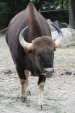 Gaur (Bos gaurus) am 25.9.2010 im Toronto Zoo.