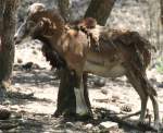 Europischer Mufflon (Ovis orientalis musimon) beim Fellwechsel.