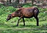 Muffelwildweibchen im Hochwildpark Rheinland in Kommern - 10.05.2015