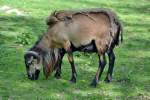 Muffelwild-Widder beim Fellwechsel im Frhjahr (Hochwildpark Rheinland) 10.05.2015