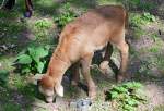 Muffelwild-Lamm im Hochwildpark Rheinland - 10.05.2015