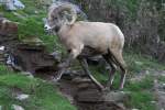 Dickhornschaf (Ovis canadensis) beim berschreiten eines kleinen Wasserfalls.