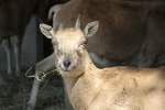 Kreishornschaf (Ovis orientalis cycloceros) im Tierpark Berlin.