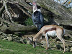 Ein Springbock und ein Marabu im Zoom Gelsenkirchen.