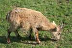 Ein junger Alpensteinbock beim grasen.