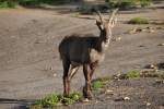 Steinwild im Wildpark (ALLENSBACH, Landkreis Konstanz/Deutschland, 29.09.2014)