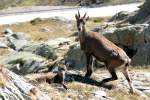 Eine Steinbock-Gei mit Jungtier in den Tessiner Alpen; 20.09.15