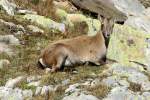 Eine Steinbock-Gei in den Tessiner Alpen; 20.09.2015