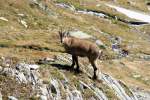 Eine Steinbock-Gei am Nufenen-Pass; 20.09.2015