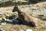 Eine Steinbock-Gei ruht in den Tessiner Alpen; 20.09.2015