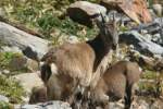 Steinbcke in den Tessiner Alpen; 20.09.2015