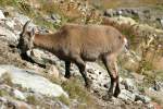 Eine Steinbock-Gei bei der Nahrungsaufnahme in den Tessiner Alpen; 20.09.2015