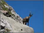 Steinbcke am Pilatus in der Schweiz, gesehen im Juli 2009.