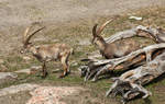 Steinbcke (ibex) im Tierpark Kolmrden in Schweden.