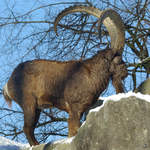 Ein Sibirischer Steinbock im Zoo Wuppertal.