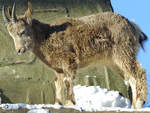 Ein junger Sibirischer Steinbock im Zoo Wuppertal.