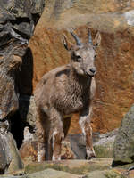 Ein junger sibirischer Steinbock Ende April 2018 im Zoo Berlin.