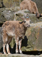 Junge Sibirische Steinbcke Ende April 2018 im Zoo Berlin.