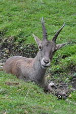 Ein neugieriger Steinbock Ende August 2019 im Wildpark Rosegg.