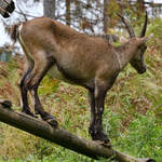 Ein Steinbock Ende August 2019 im Wildpark Rosegg.